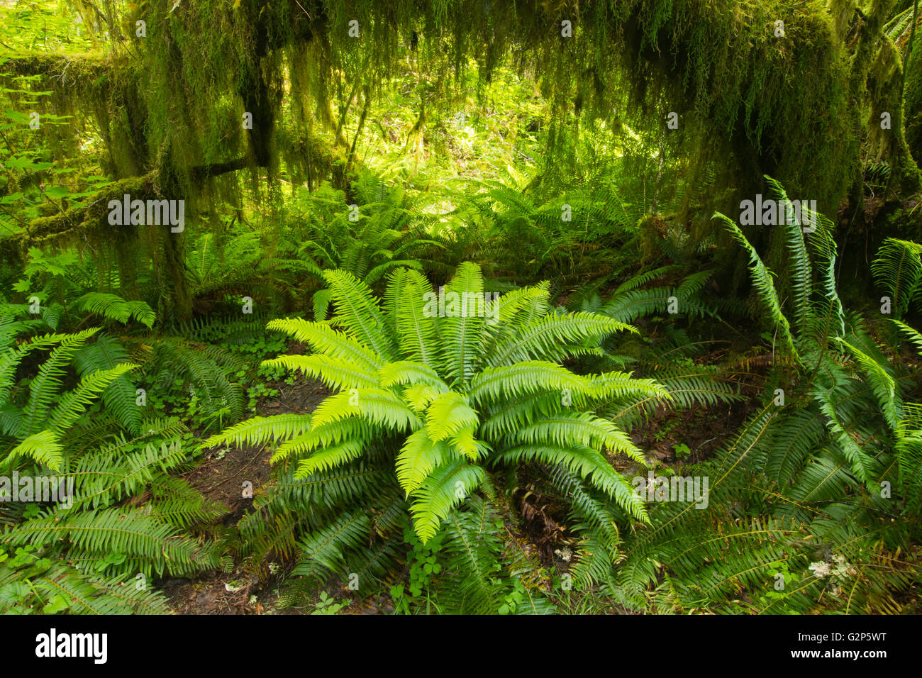 Polystics et couverts de mousse érable circiné, Hall de mousses, vallée de la rivière Hoh, Olympic National Park, Washington, mai Banque D'Images