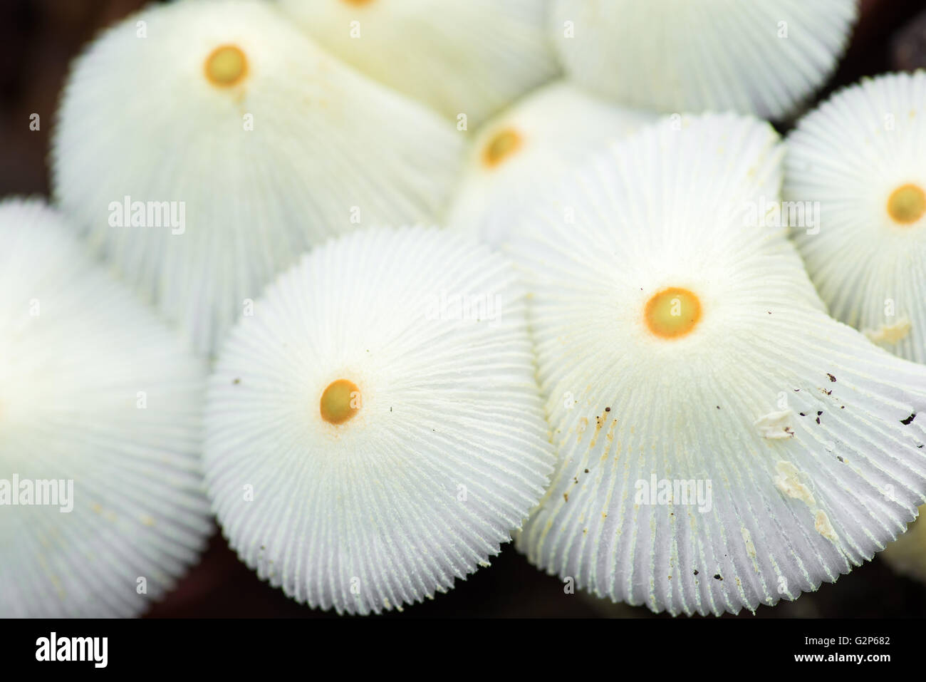 Vue rapprochée d'un groupe de champignons sauvages parapluie blanc avec une tache jaune au milieu Banque D'Images