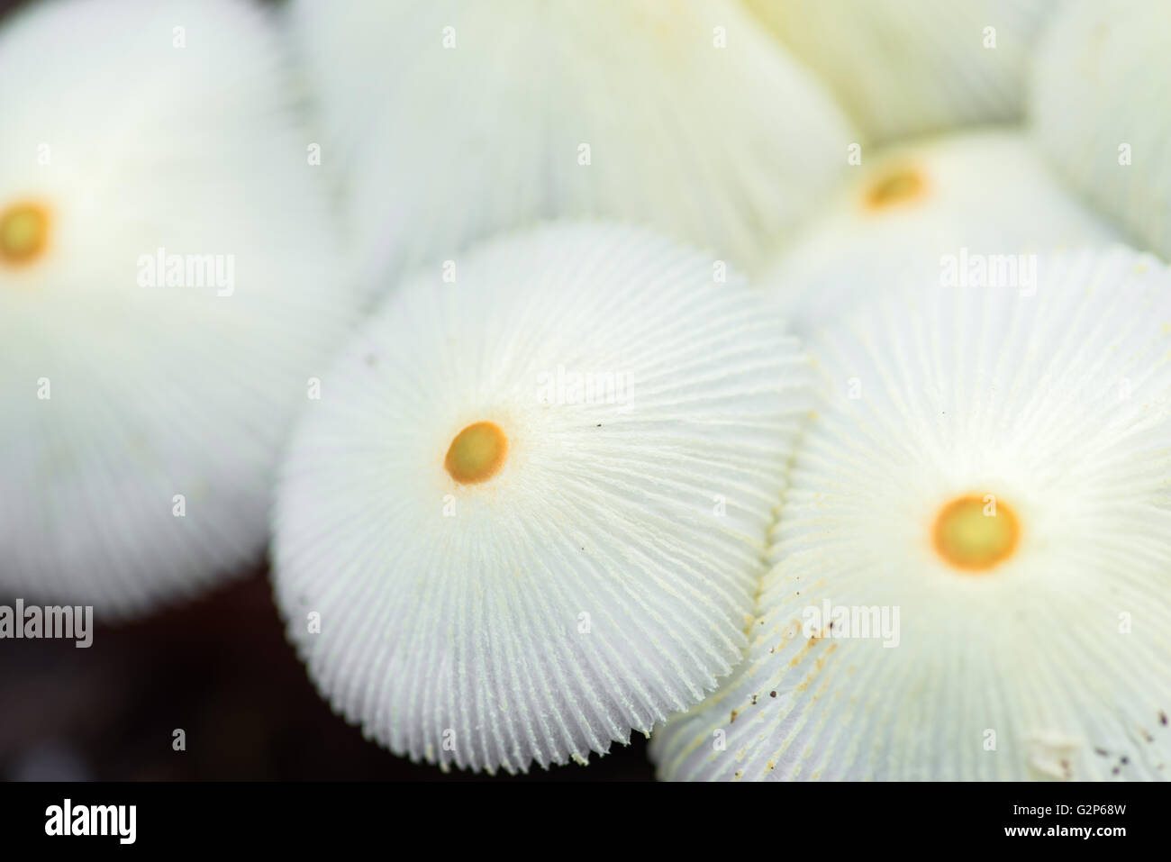 Vue rapprochée d'un groupe de champignons sauvages parapluie blanc avec une tache jaune au milieu Banque D'Images