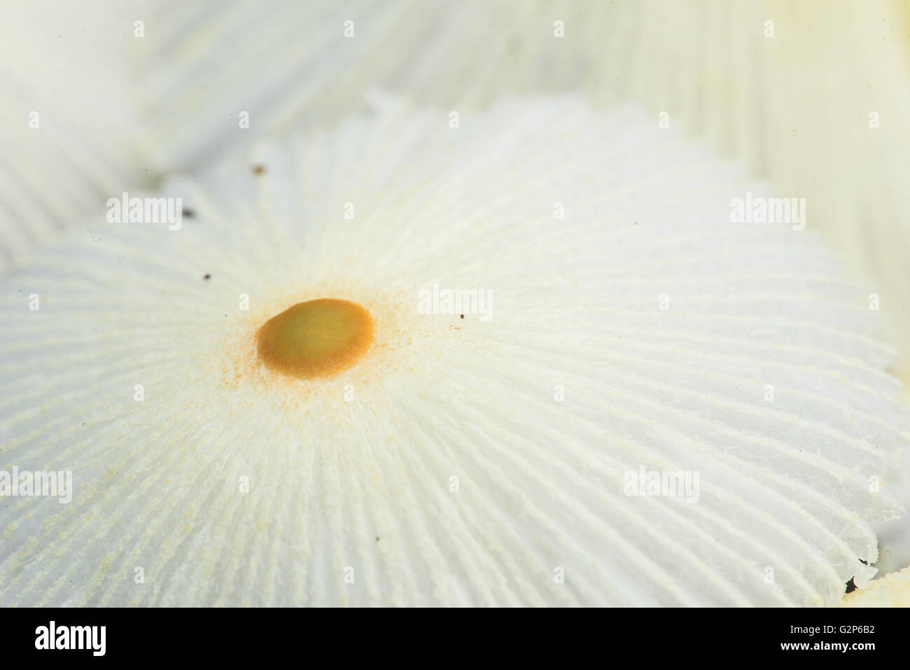 Vue rapprochée d'un groupe de champignons sauvages parapluie blanc avec une tache jaune au milieu Banque D'Images