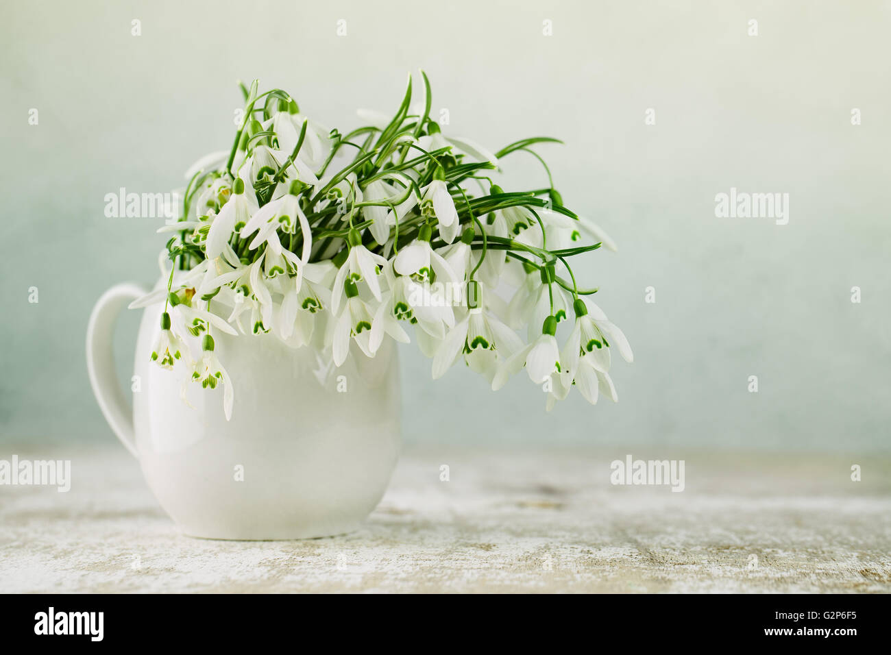 La vie encore classique avec de belles fleurs au printemps perce-neige blanc studio shot Banque D'Images