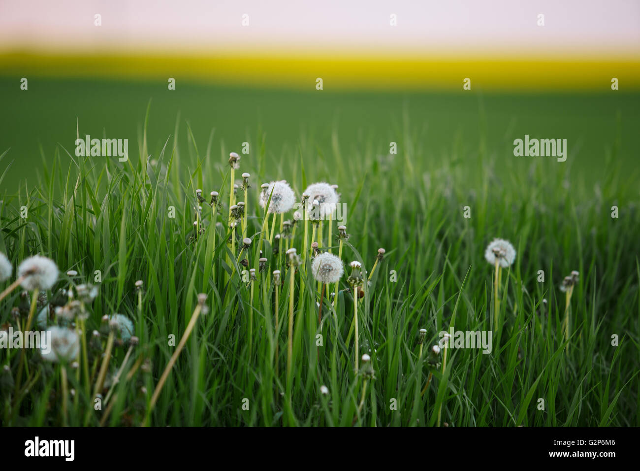 Pré vert vif avec le pissenlit Blowballs en été Banque D'Images