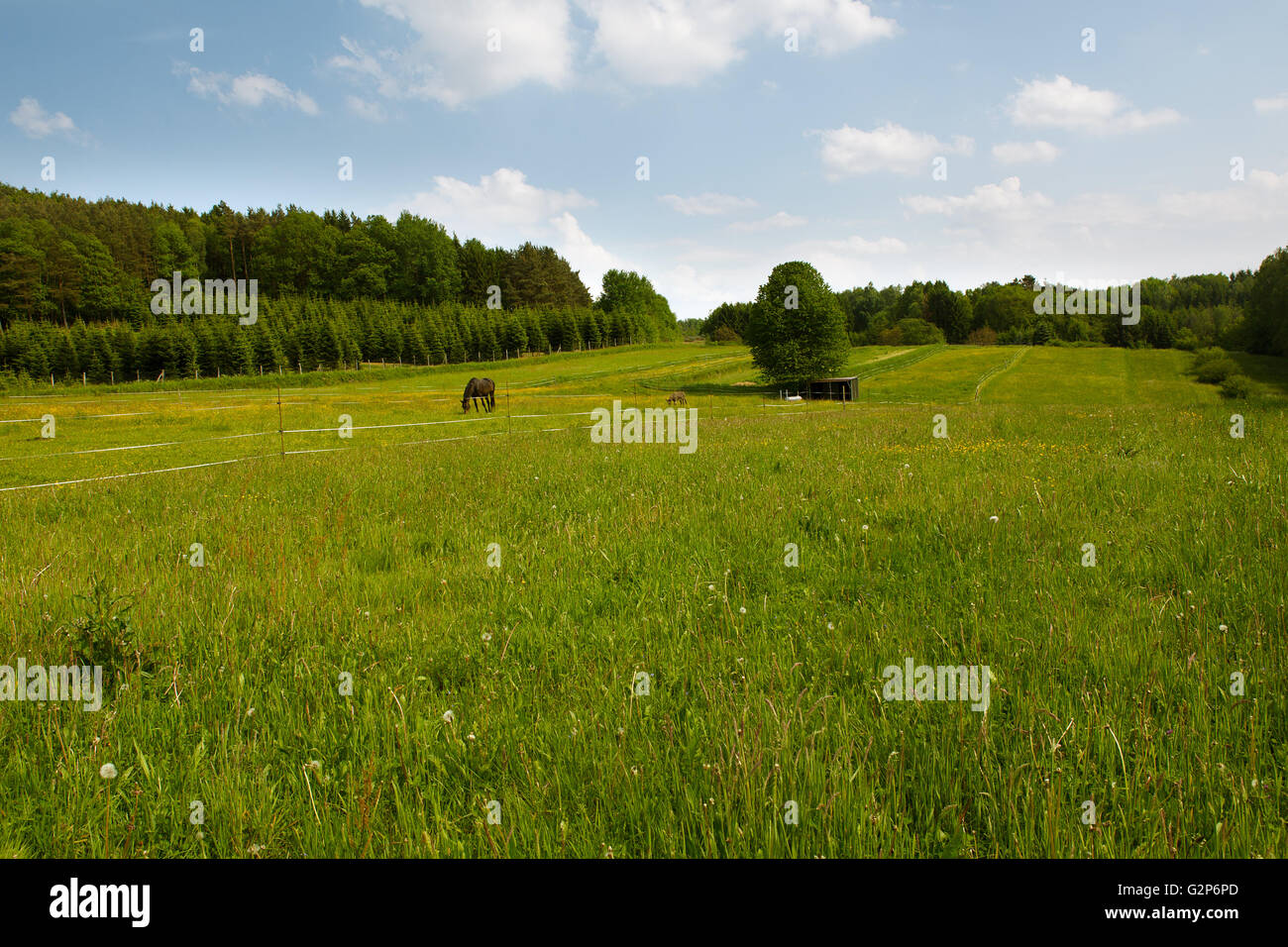 Forêt du Palatinat et de prairies en été en Allemagne Banque D'Images