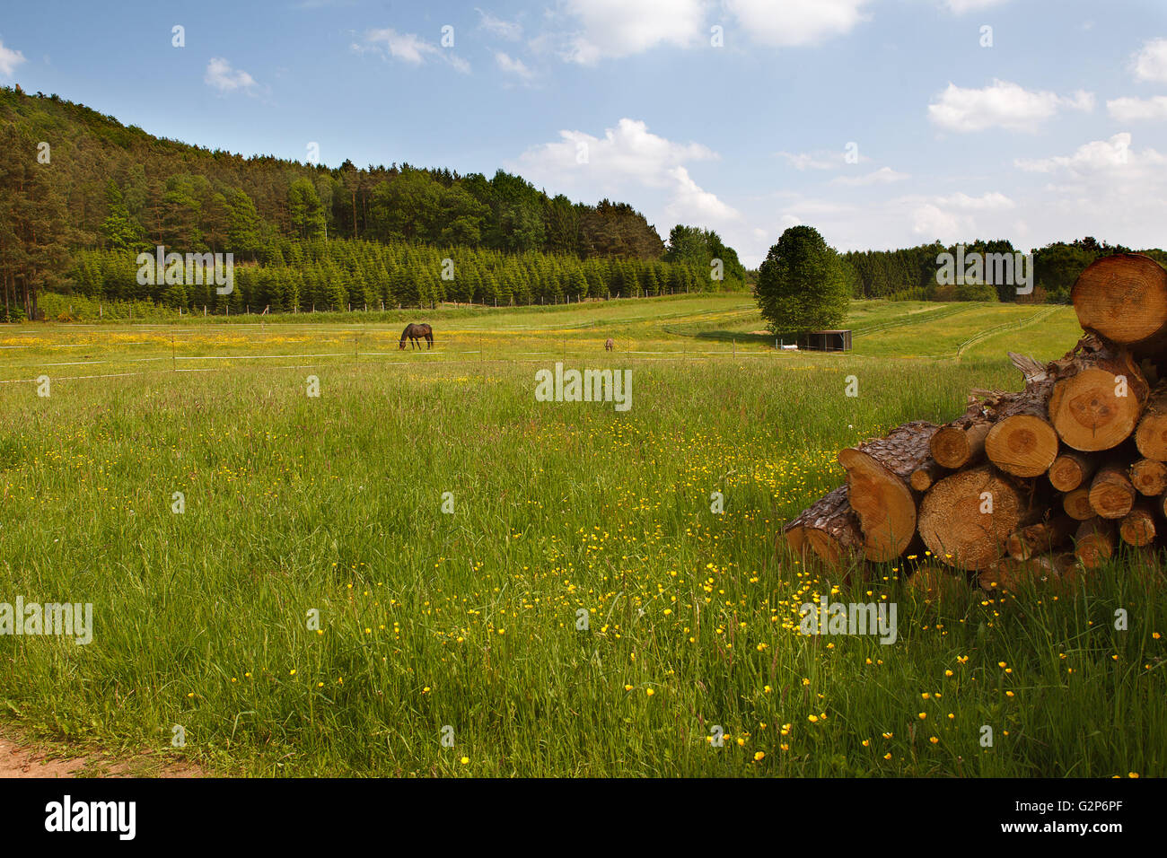 Forêt du Palatinat et de prairies en été en Allemagne Banque D'Images