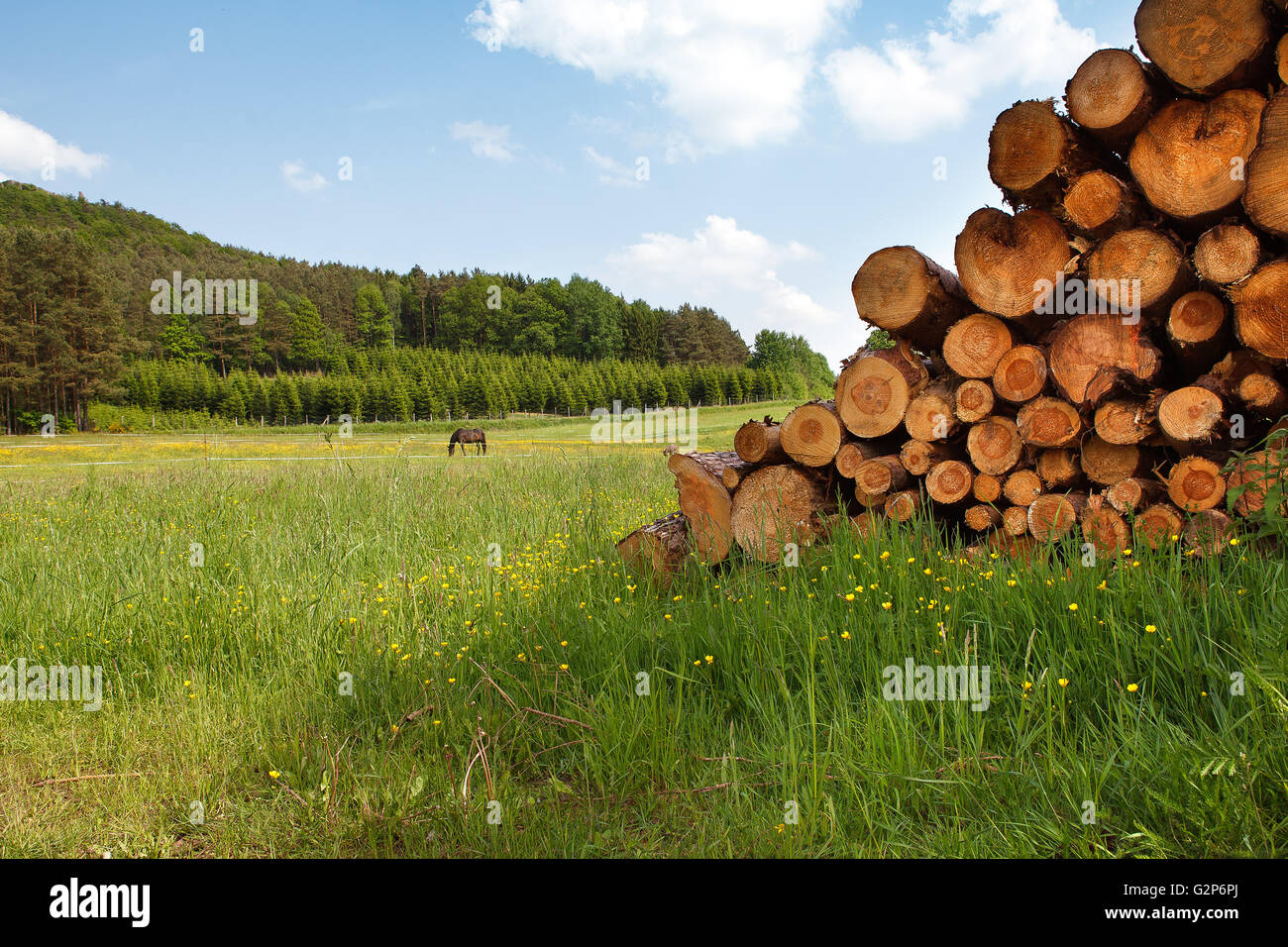 Forêt du Palatinat et de prairies en été en Allemagne Banque D'Images