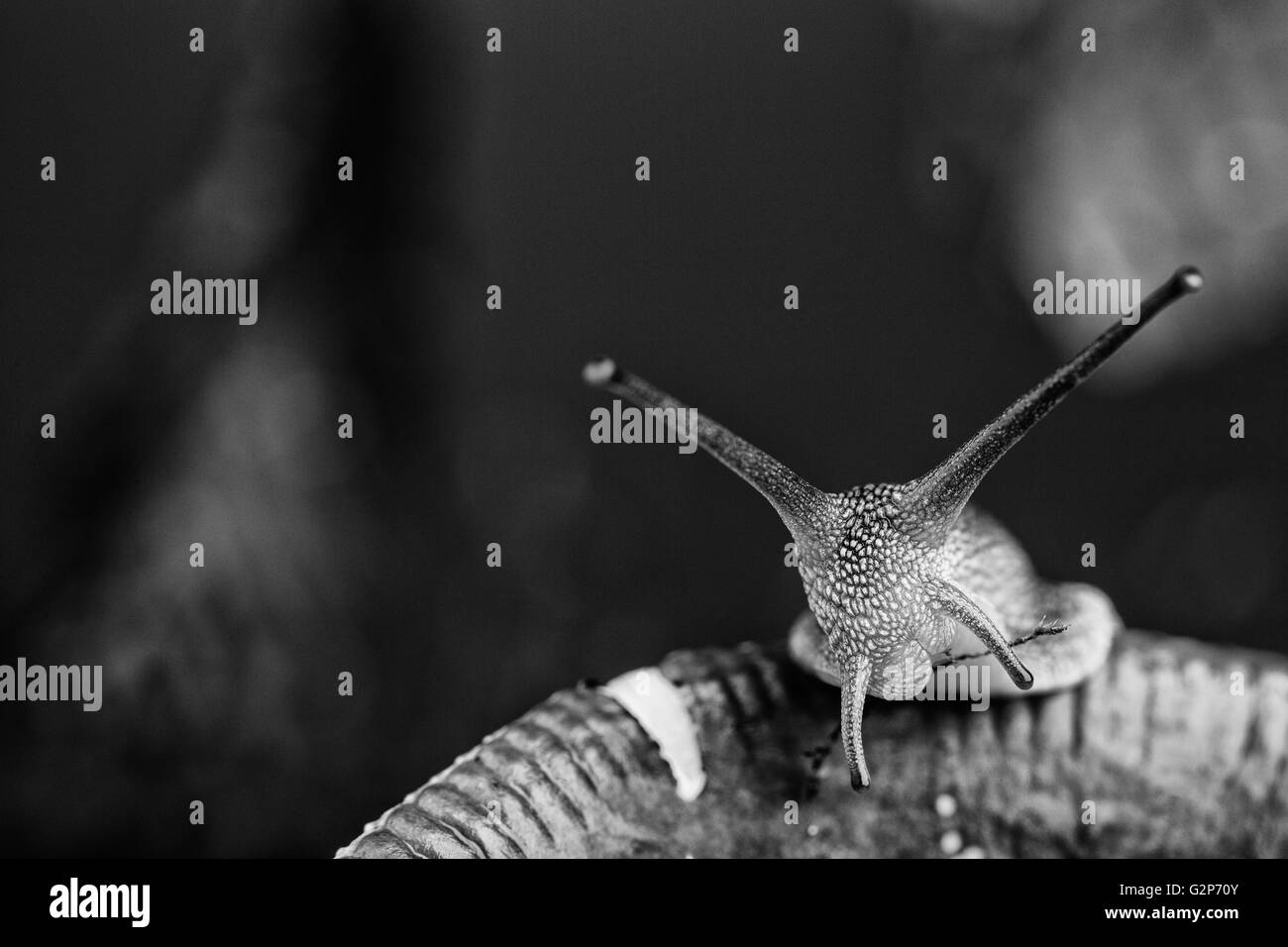 Le thème de l'automne avec l'image sur l'escargot avec feuilles de champignons et de la mousse Banque D'Images