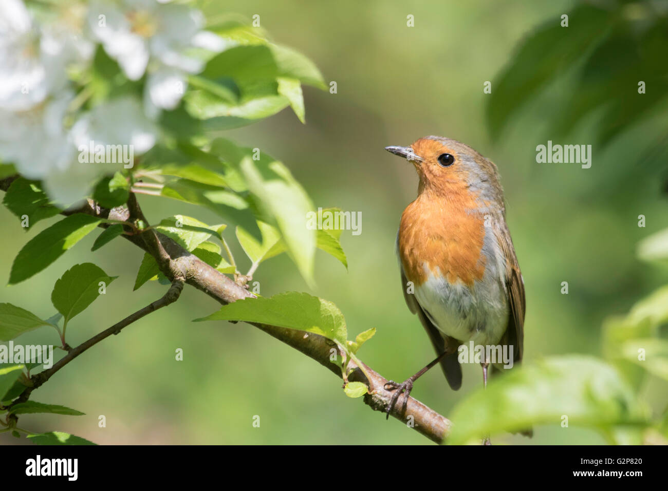 European Robin (Erithacus rubecula aux abords). Banque D'Images