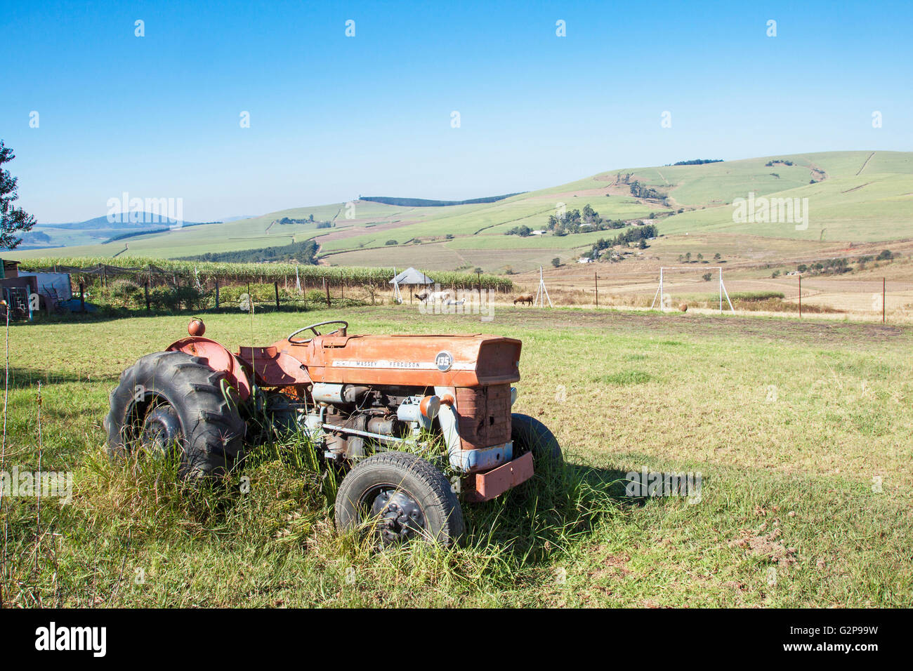 :Vintage rouge abandonnés 135 Massey Ferguson tracteur en paysage agricole de canne à sucre envahis par l'herbe à Richmond, Afrique du Sud Banque D'Images