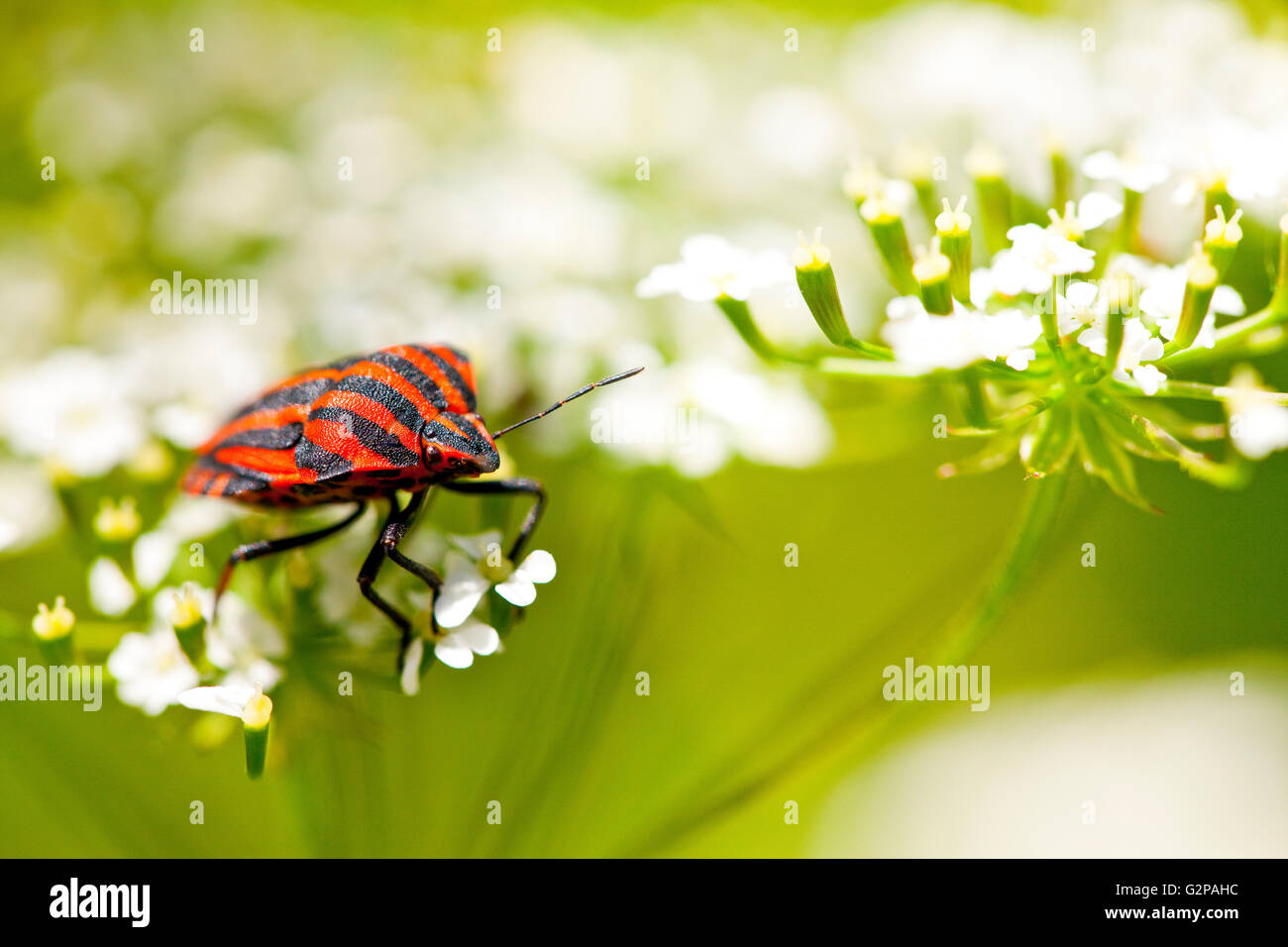 Graphosoma lineatum, également connu sous le nom de l'italien et Striped-Bug Minstrel Bug. Banque D'Images