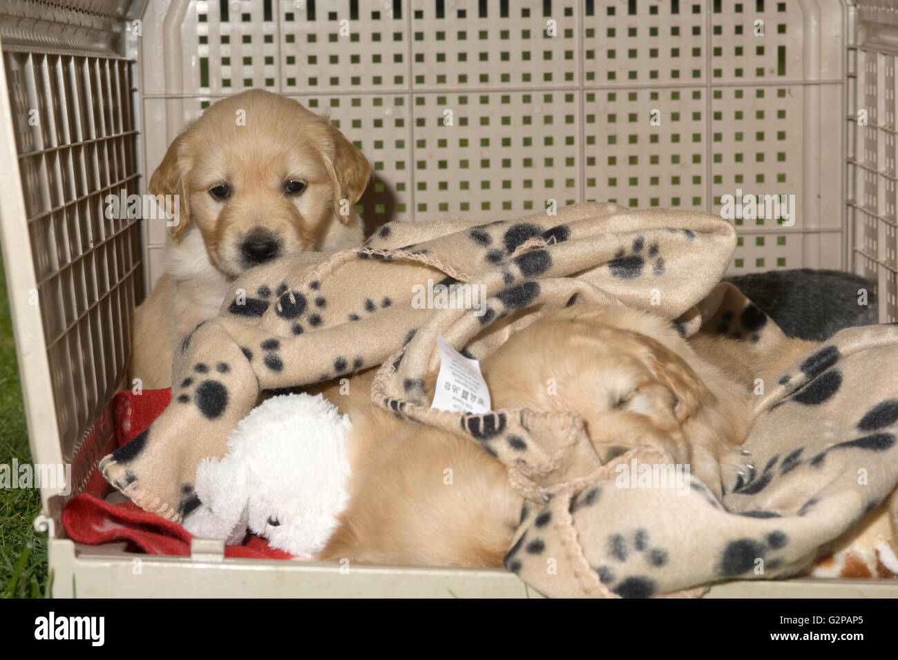 Caisse à chiots golden retriever éveillé et endormi sur les couvertures pour chiens Banque D'Images
