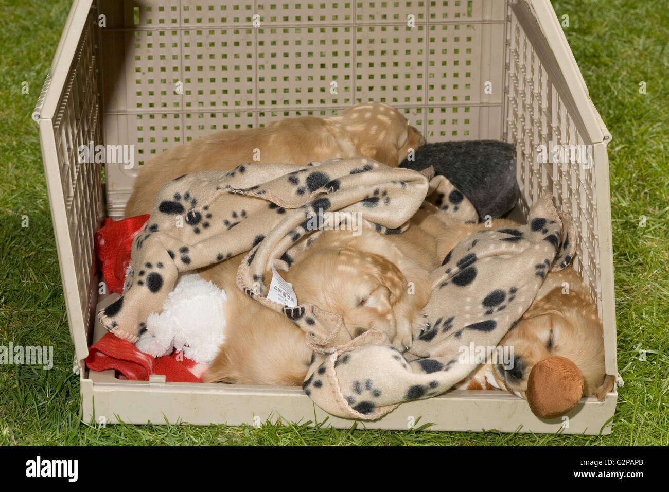 Caisse à chiots golden retriever endormi en toute sécurité sur des couvertures dans le jardin d'herbe Banque D'Images