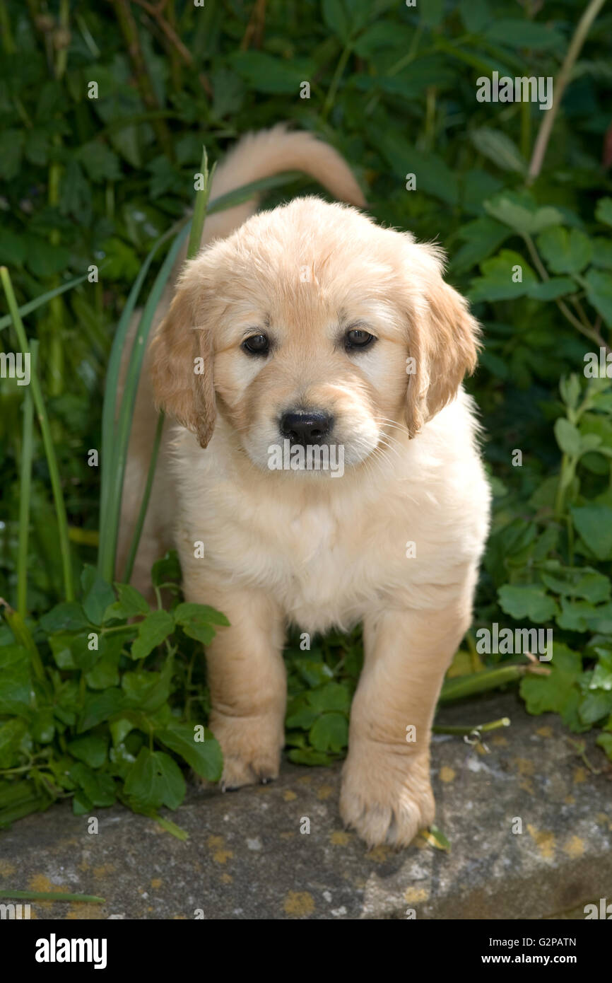 Fluffy chiot golden retriever debout dans le jardin de la verdure. Banque D'Images