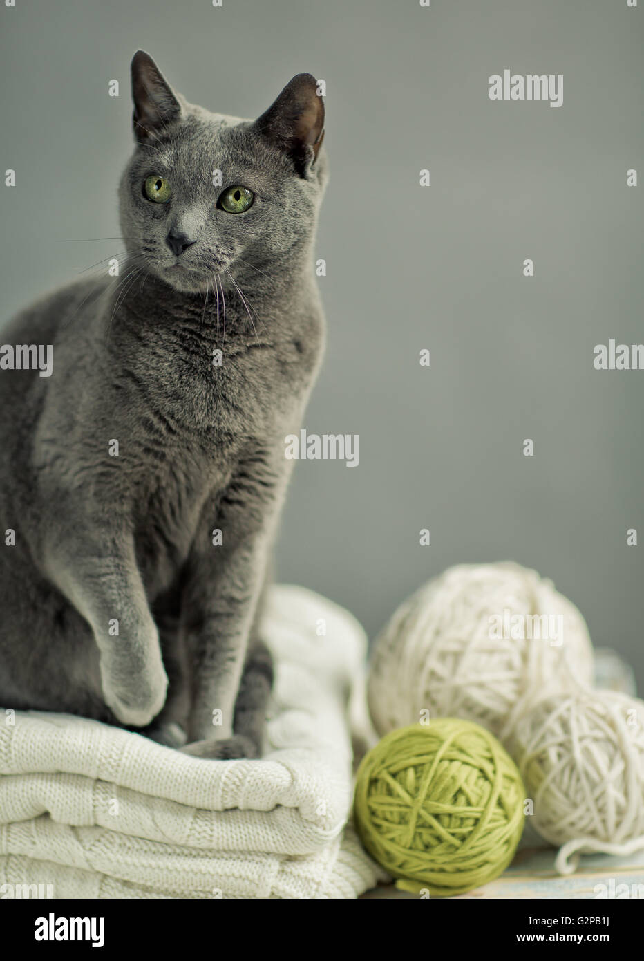 Portrait chat bleu russe avec pull en laine et de balles de laine Banque D'Images