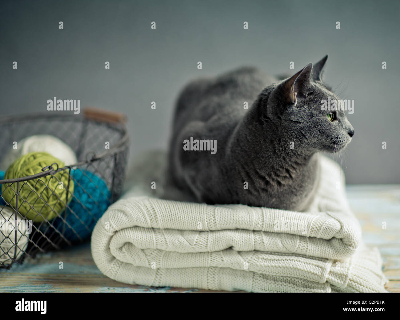 Portrait chat bleu russe avec pull en laine et de balles de laine Banque D'Images