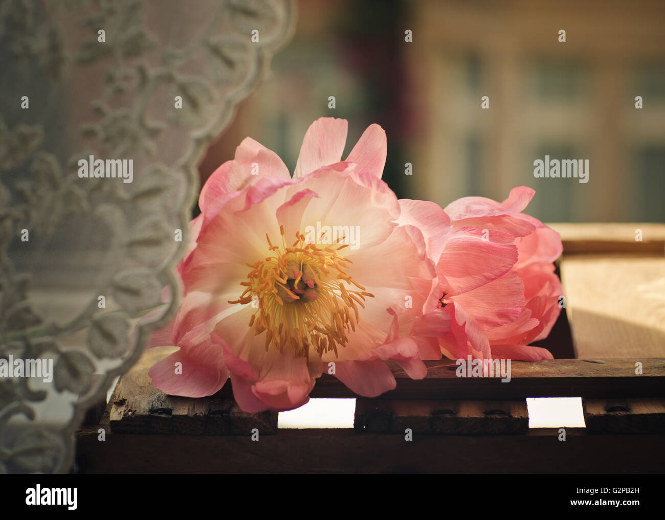 Les fleurs de couleur pastel à la fenêtre Banque D'Images