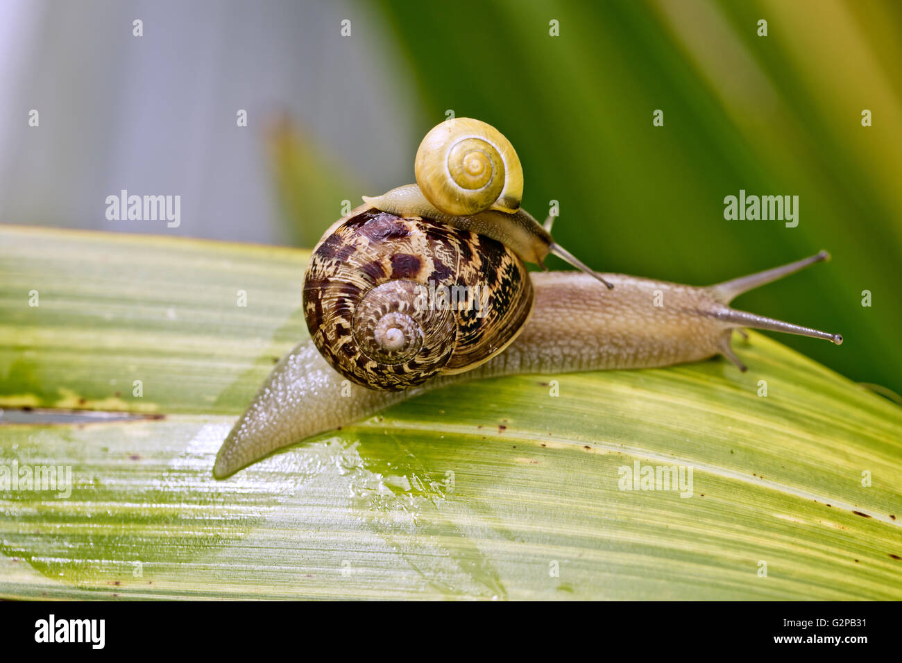 Grande réalisation de l'escargot petit escargot sur son dos dans le jardin en été Banque D'Images