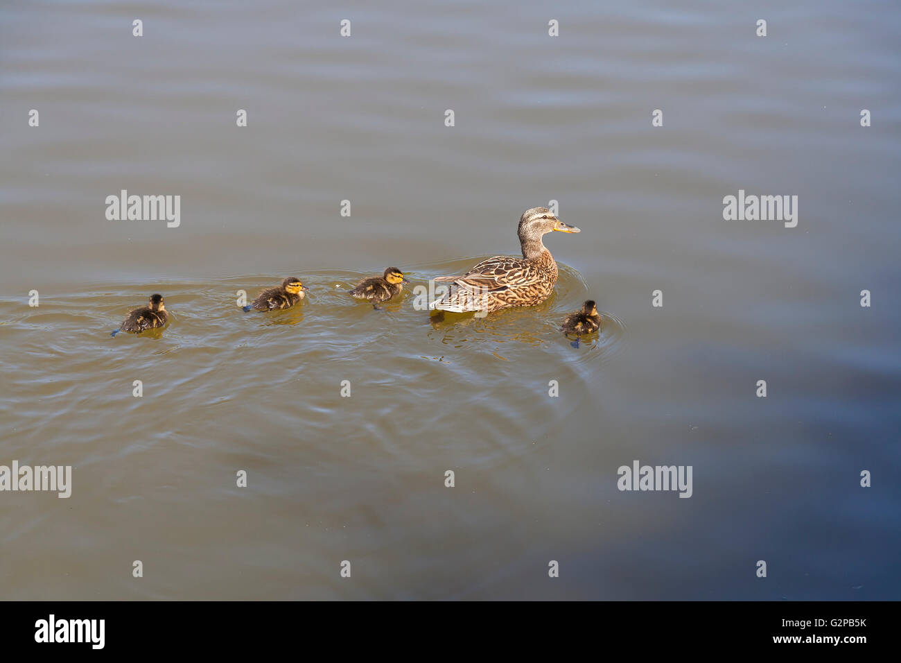 Avec peu de canard canards natation Banque D'Images