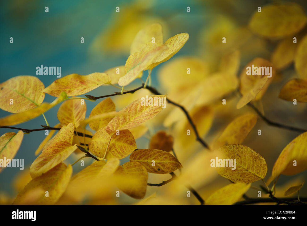 La largeur des branches de feuillage de couleur vive en forêt d'automne Banque D'Images