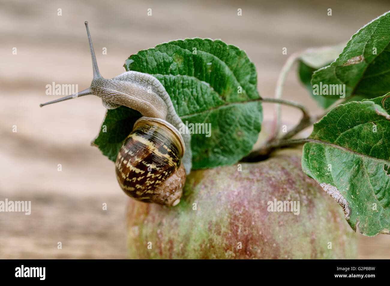 Escargot ramper sur fresh Apple Banque D'Images