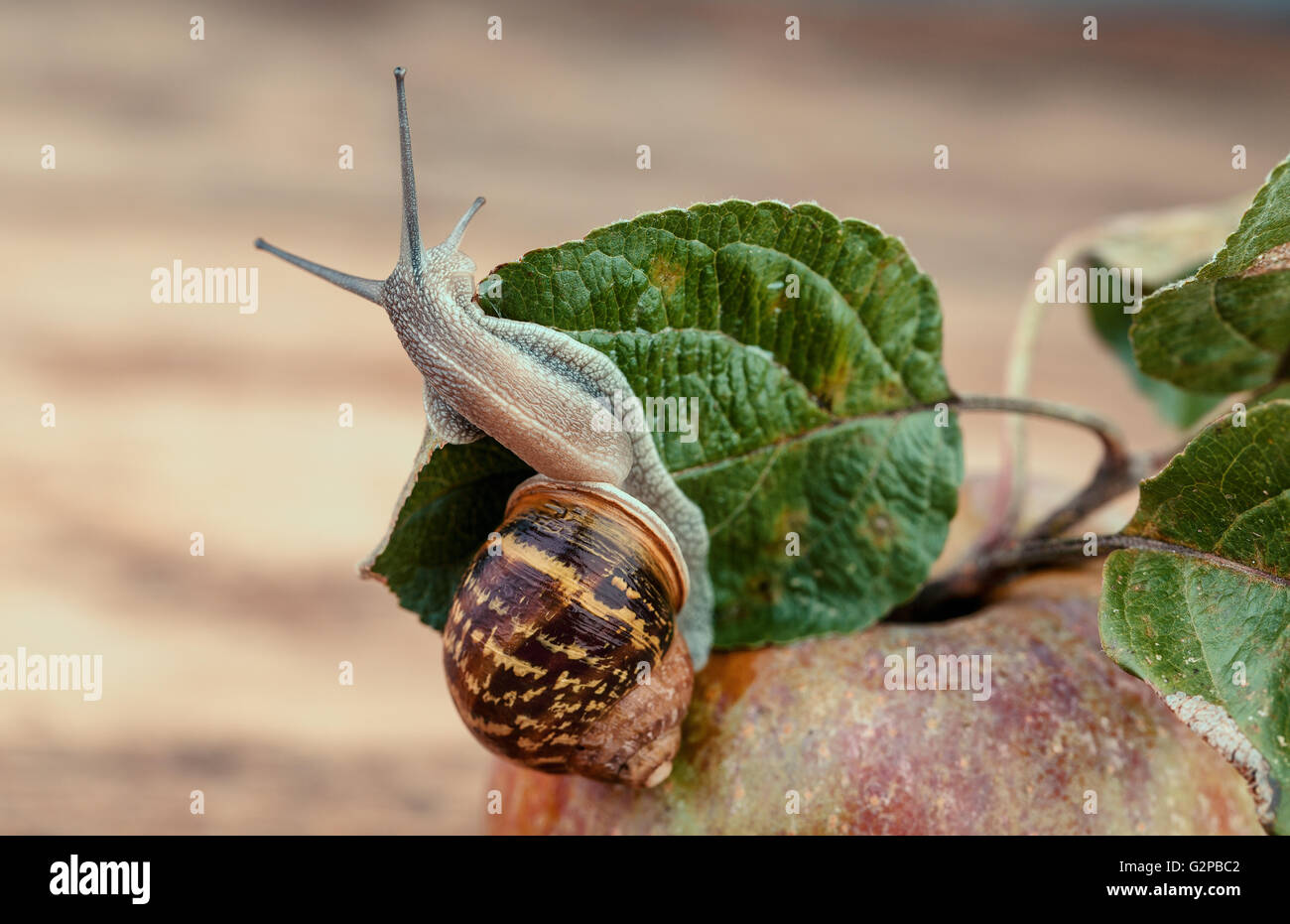 Escargot ramper sur fresh Apple Banque D'Images