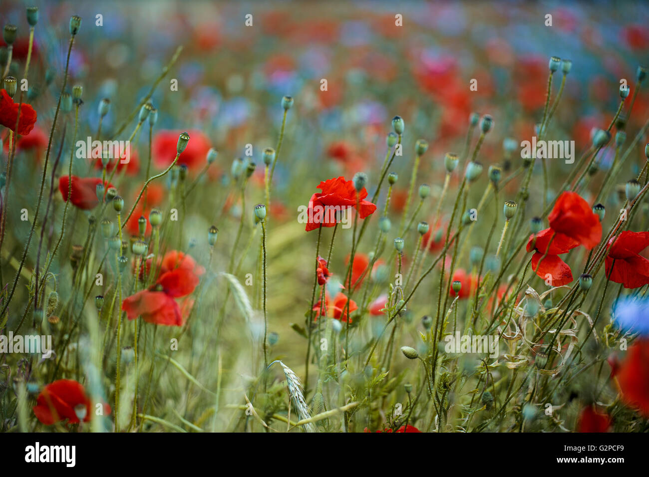 Domaine de coquelicot rouge et bleu bleuet en été Banque D'Images