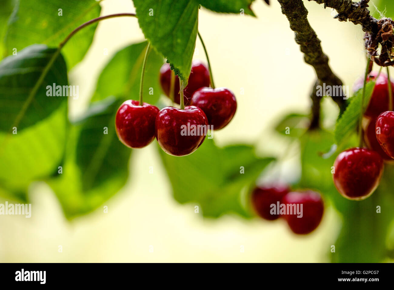 Mûr et juteux sweet Cerise rouge sur l'arbre en été Banque D'Images