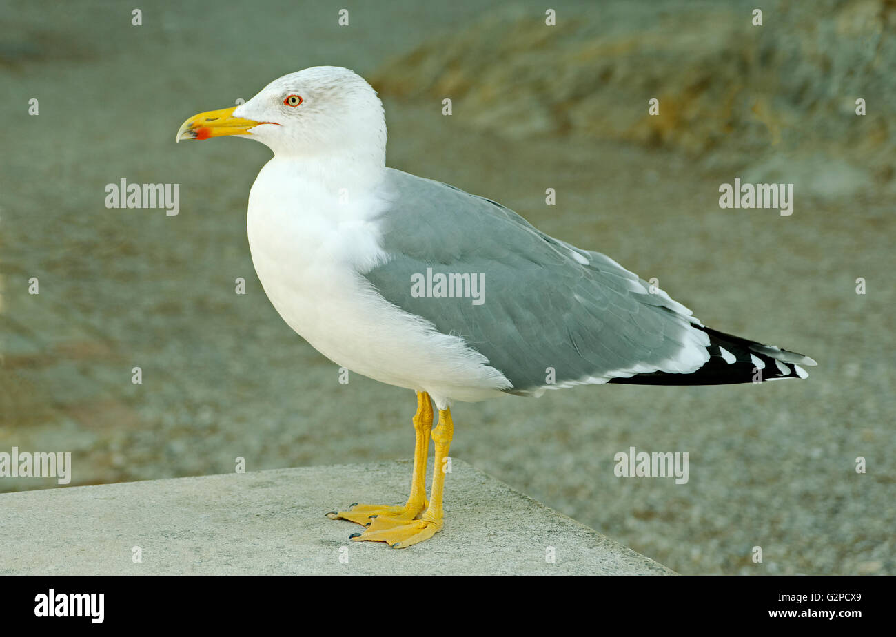 Goéland argenté Goéland jaune Banque D'Images