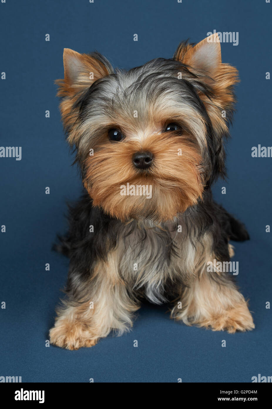 Le Yorkshire Terrier Puppy de bleu sur fond textile Banque D'Images