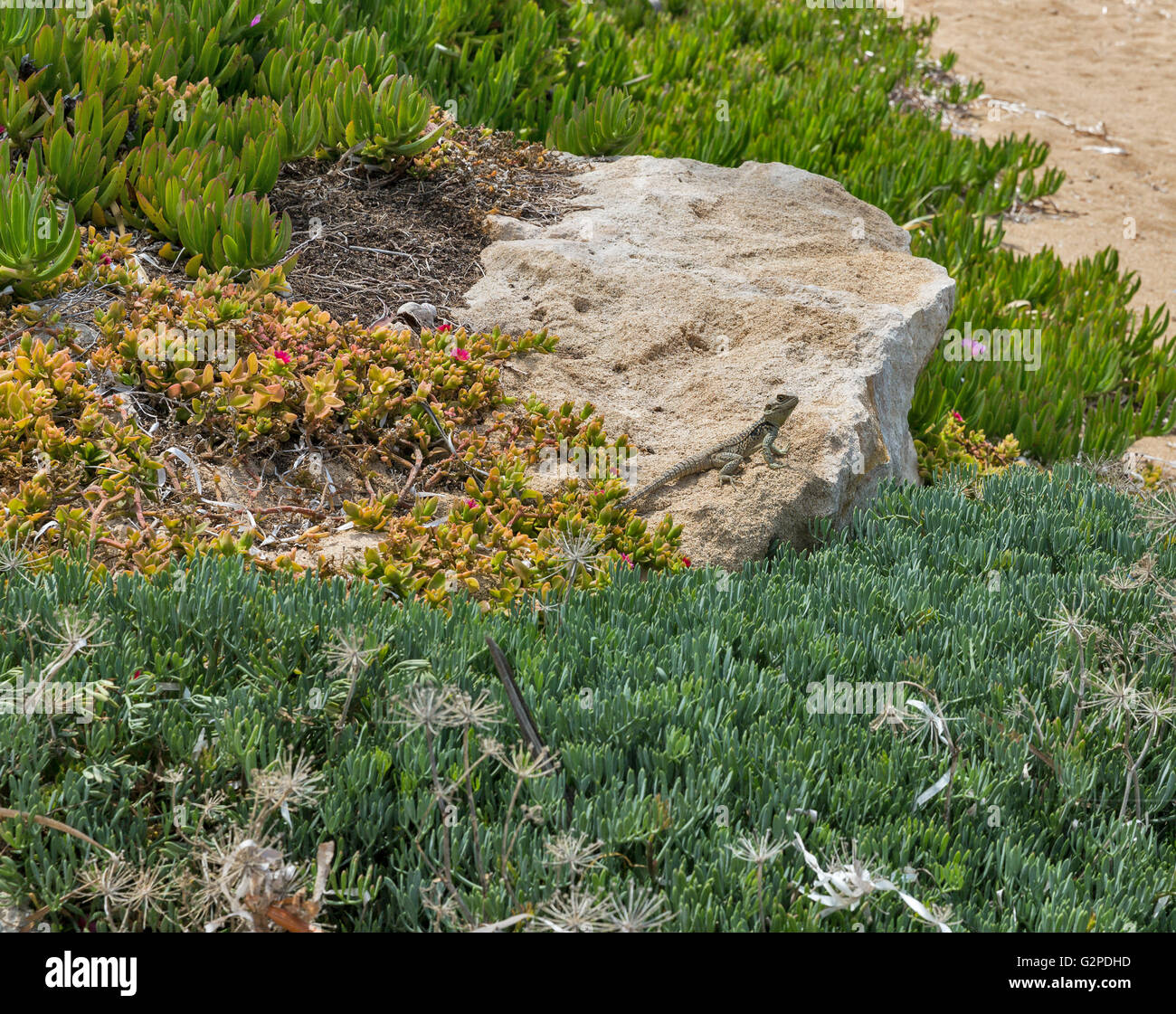 Laudakia stellio étoilé ( Agama lizard ) sur un rocher à l'île. Paphos à Chypre. Banque D'Images