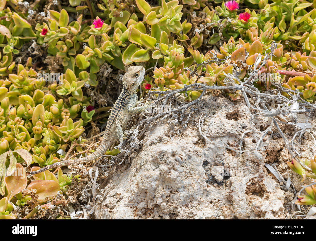 Laudakia stellio étoilé ( Agama lizard ) sur un rocher à l'île de Paphos à Chypre Banque D'Images