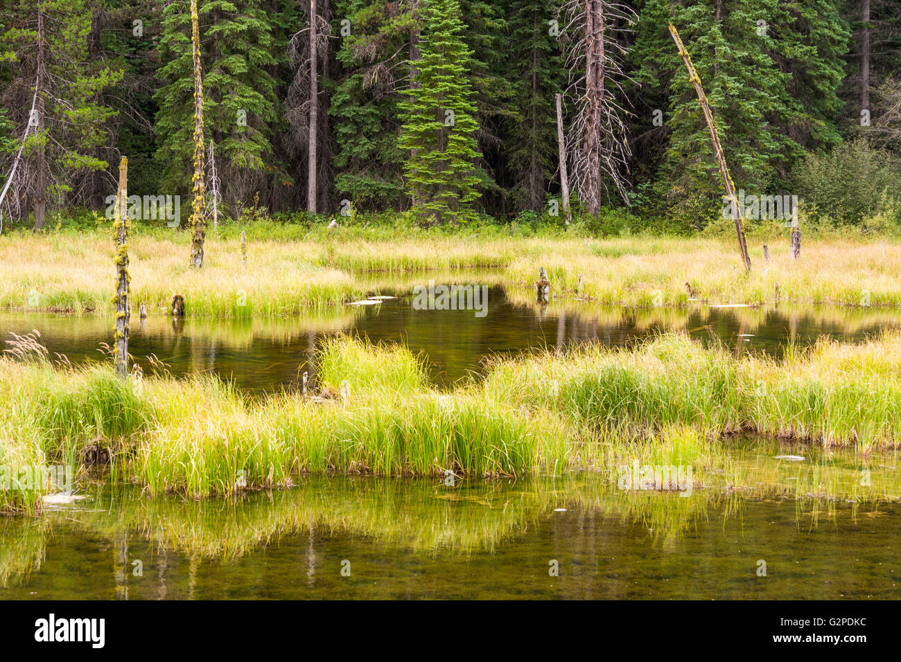 Beaver Pond, sur Beaver Pond Trail, une aire de repos sur la route 3 dans le parc provincial E. C. Manning, C.-B., Canada Banque D'Images