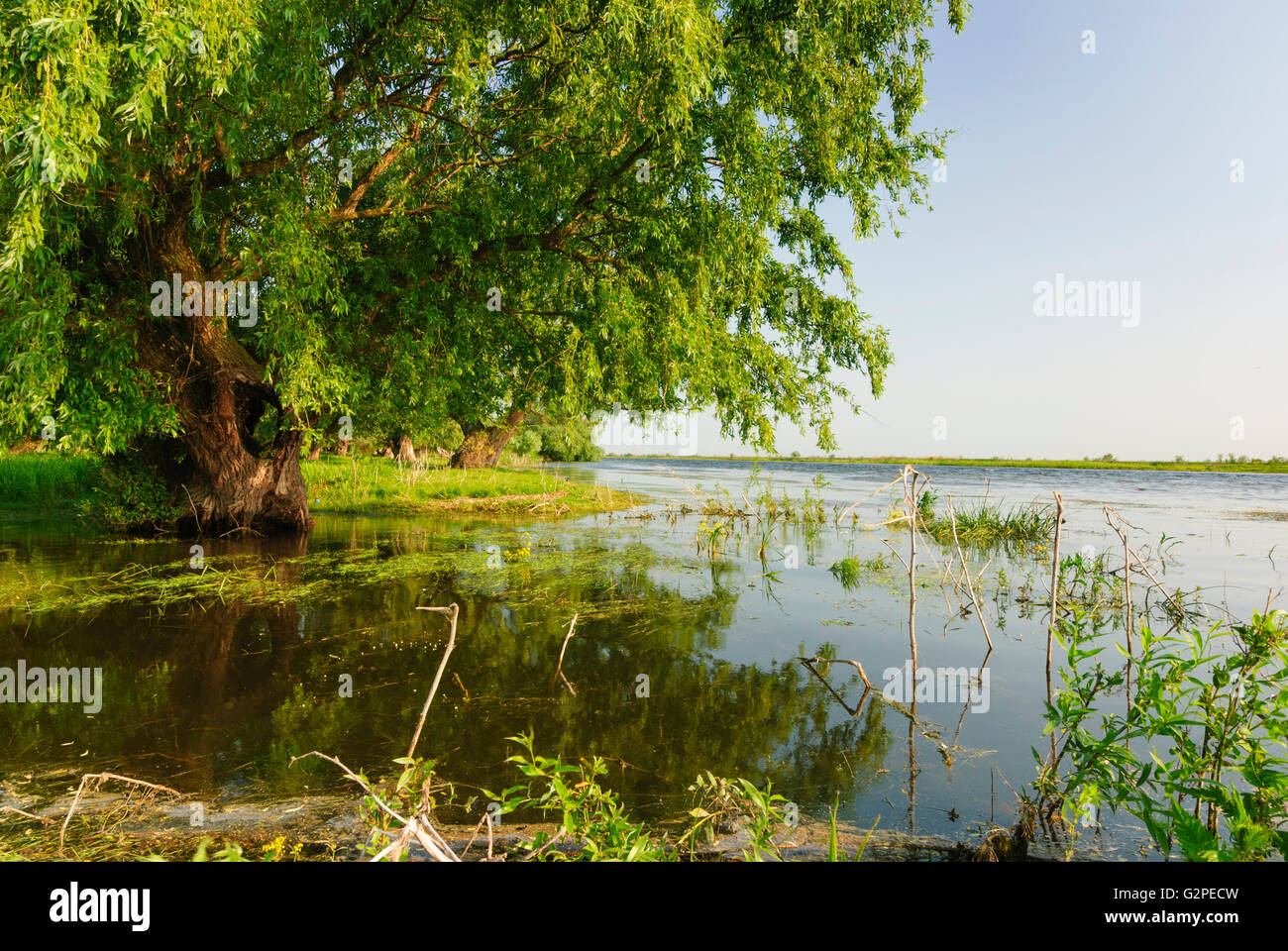 Canal dans le Delta du Danube, en Roumanie, en Dobrogea, Dobroudja, Dobrudscha , Crisan Banque D'Images