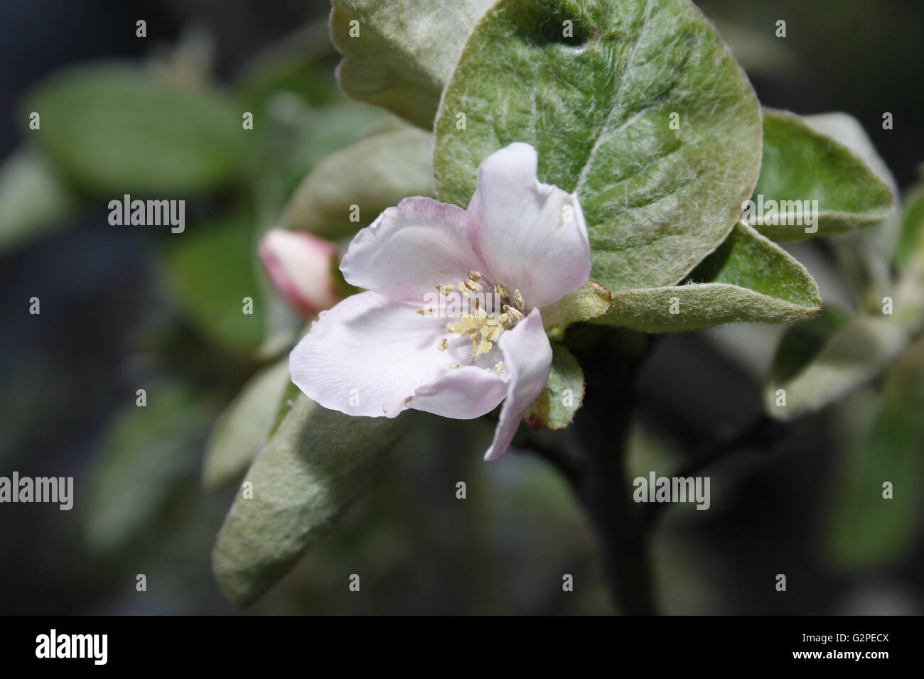 Close up image de fleur de cognassier Cydonia oblonga Banque D'Images