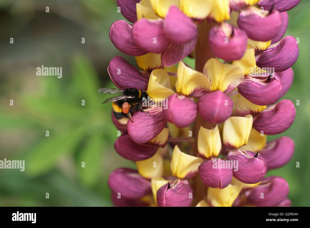 En plein air, les plantes, fleurs, Abeille sur Lupin. Banque D'Images