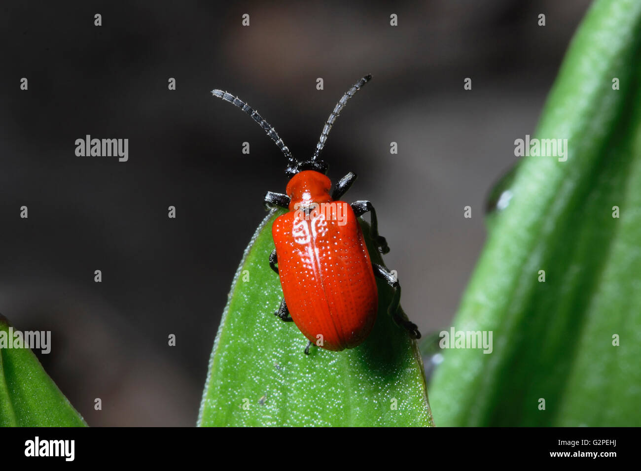 Les insectes, Beetle, Scarlet Lily Beetle Beetle, Lilloceris Lilii, insectes de couleur rouge sur le feuillage vert. Banque D'Images