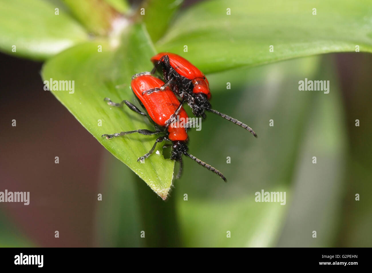 Les insectes, Beetle, Scarlet Lily Beetle Beetle, Lilloceris Lilii, insectes de couleur rouge, feuillage vert sur l'accouplement. Banque D'Images