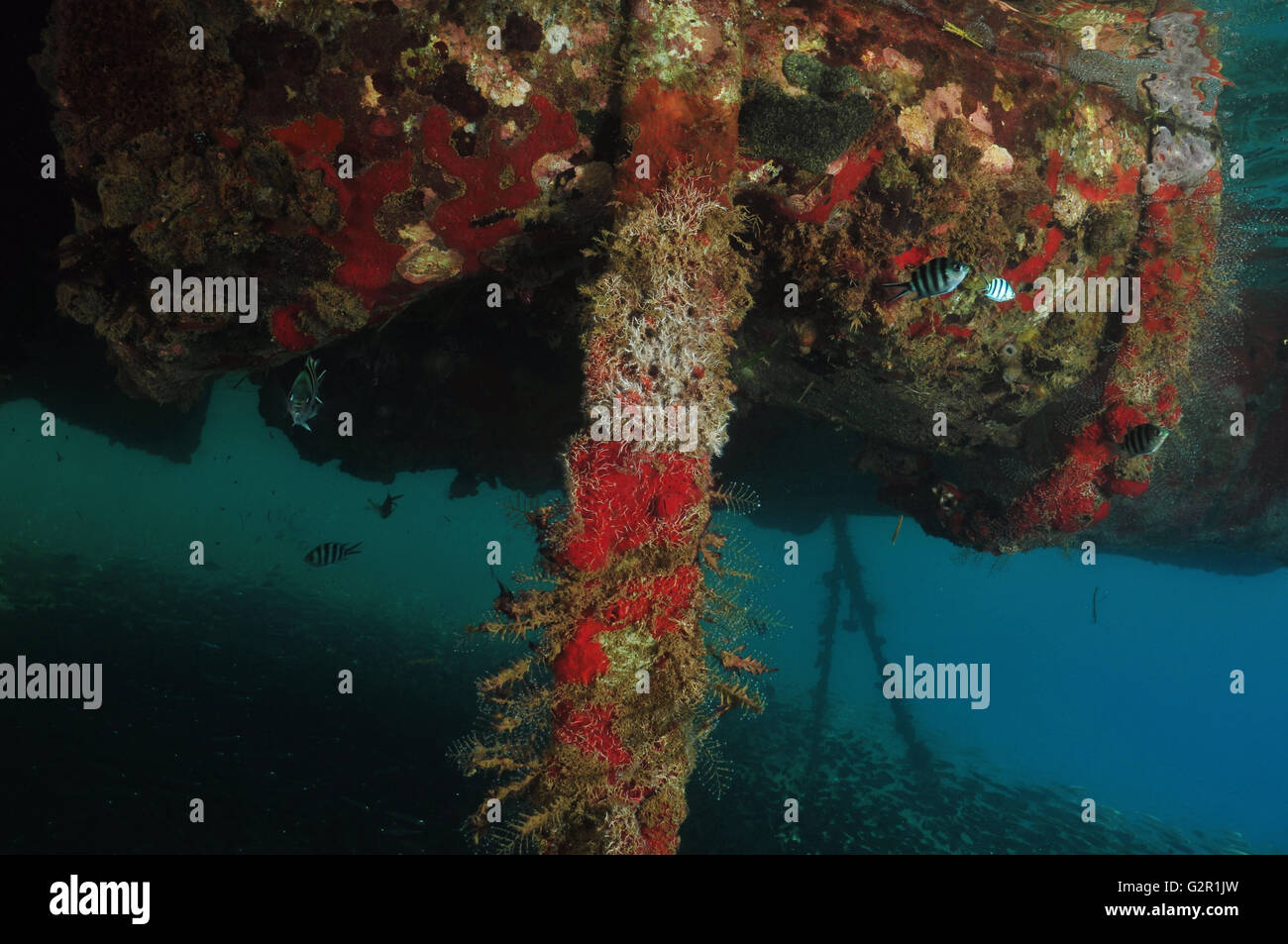 La croissance de couleur faune sous-marine tropicale sur la jetée flottante Banque D'Images