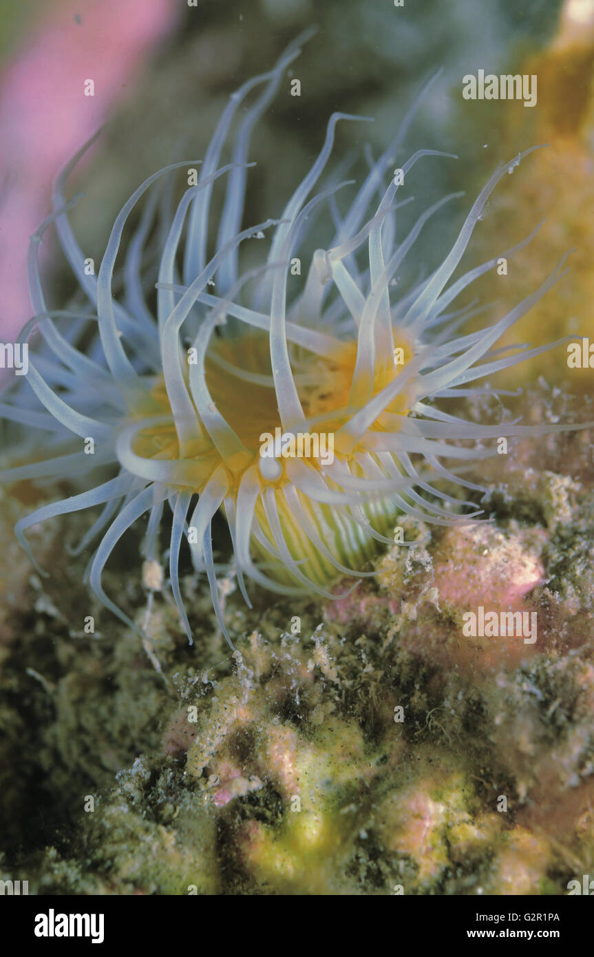 White-tentacled anemone Banque D'Images