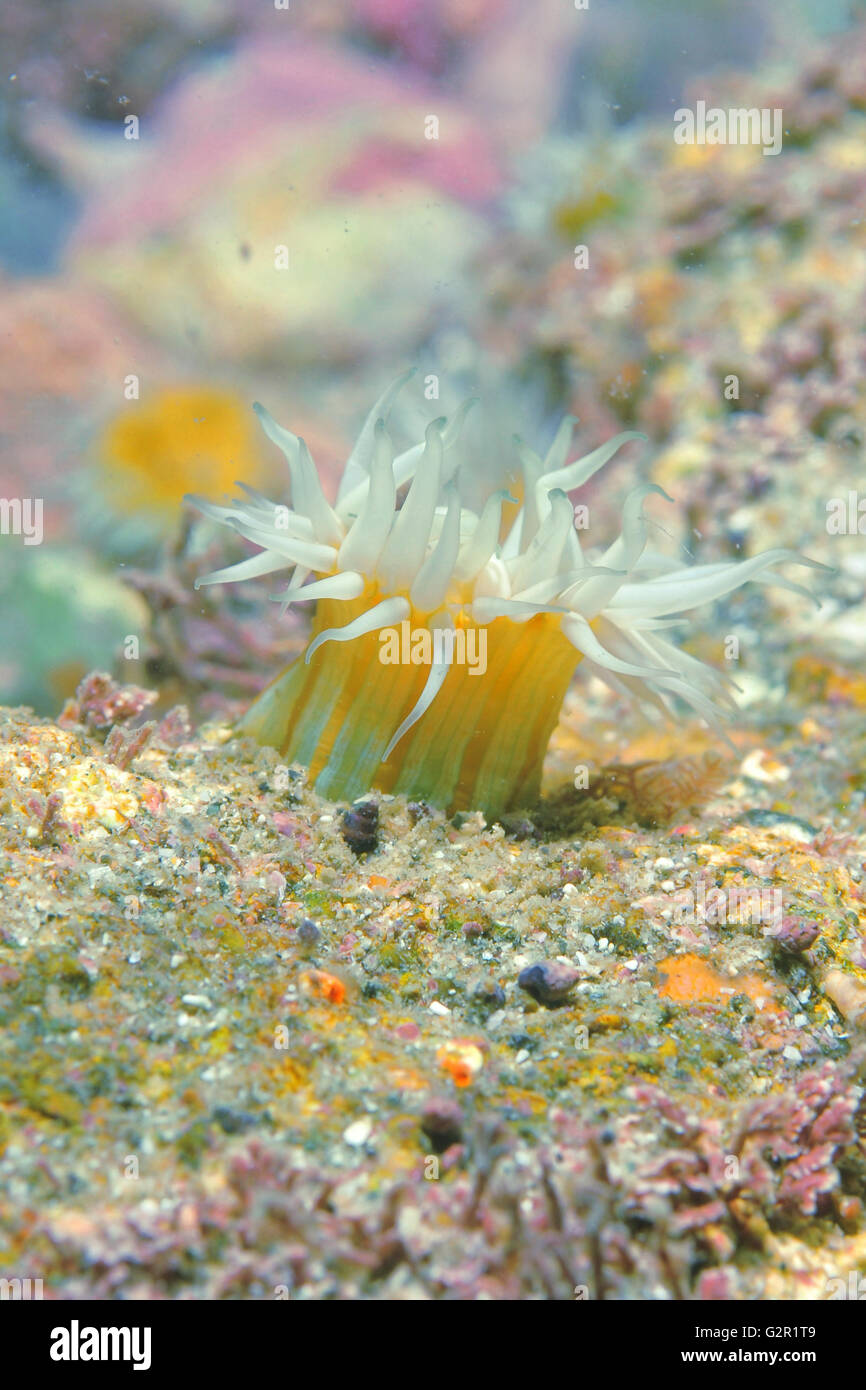 Anémone tentacled blanc Banque D'Images