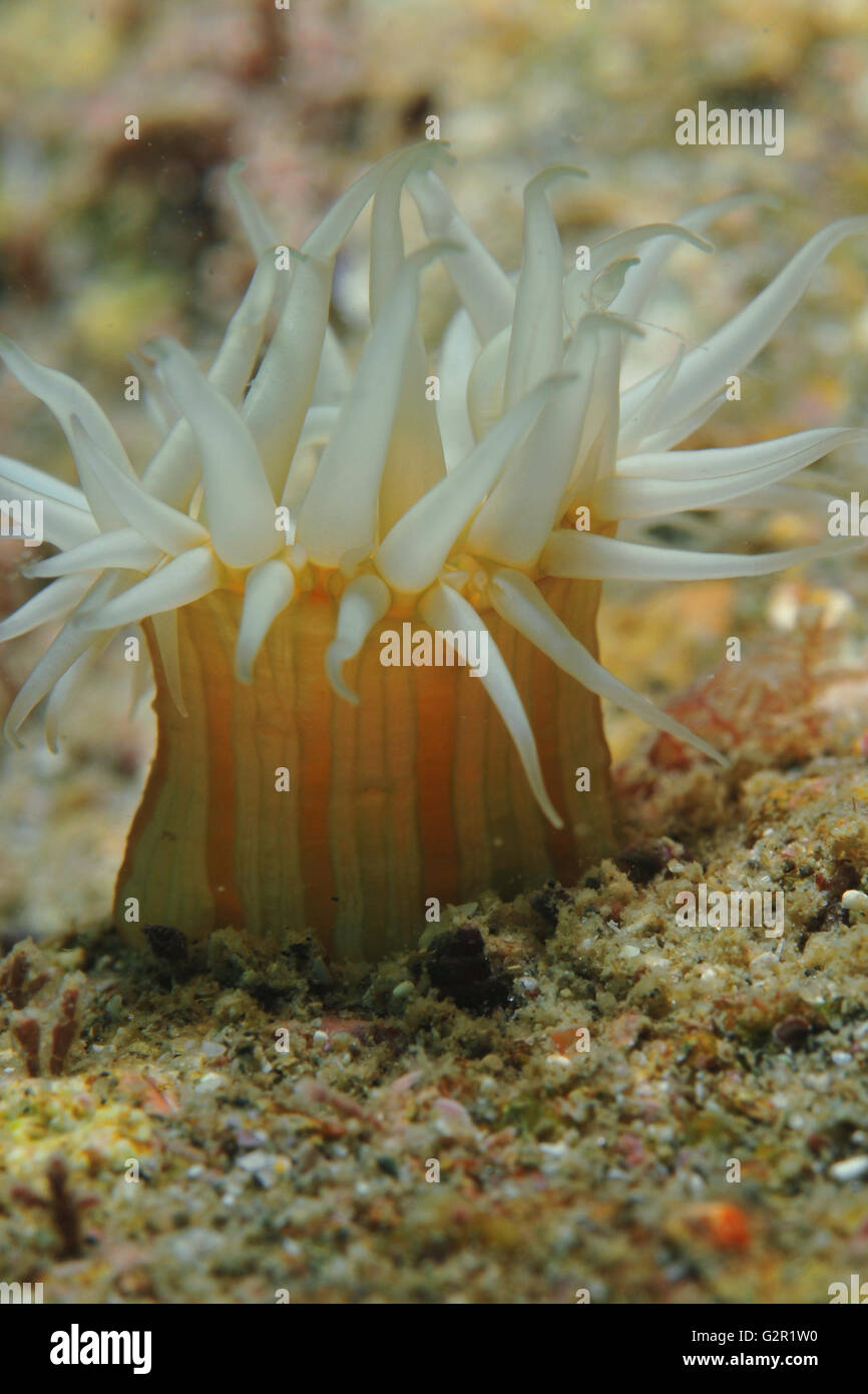 Anémone tentacled blanc Banque D'Images