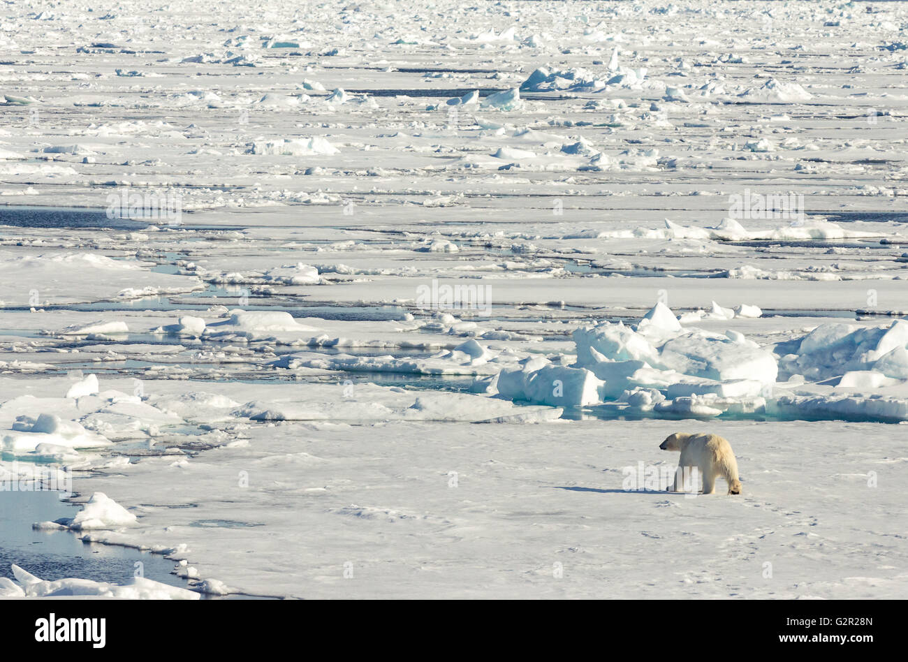 Un ours blanc Ursus arctos sur la fonte de la glace de mer dans l'Arctique canadien Banque D'Images