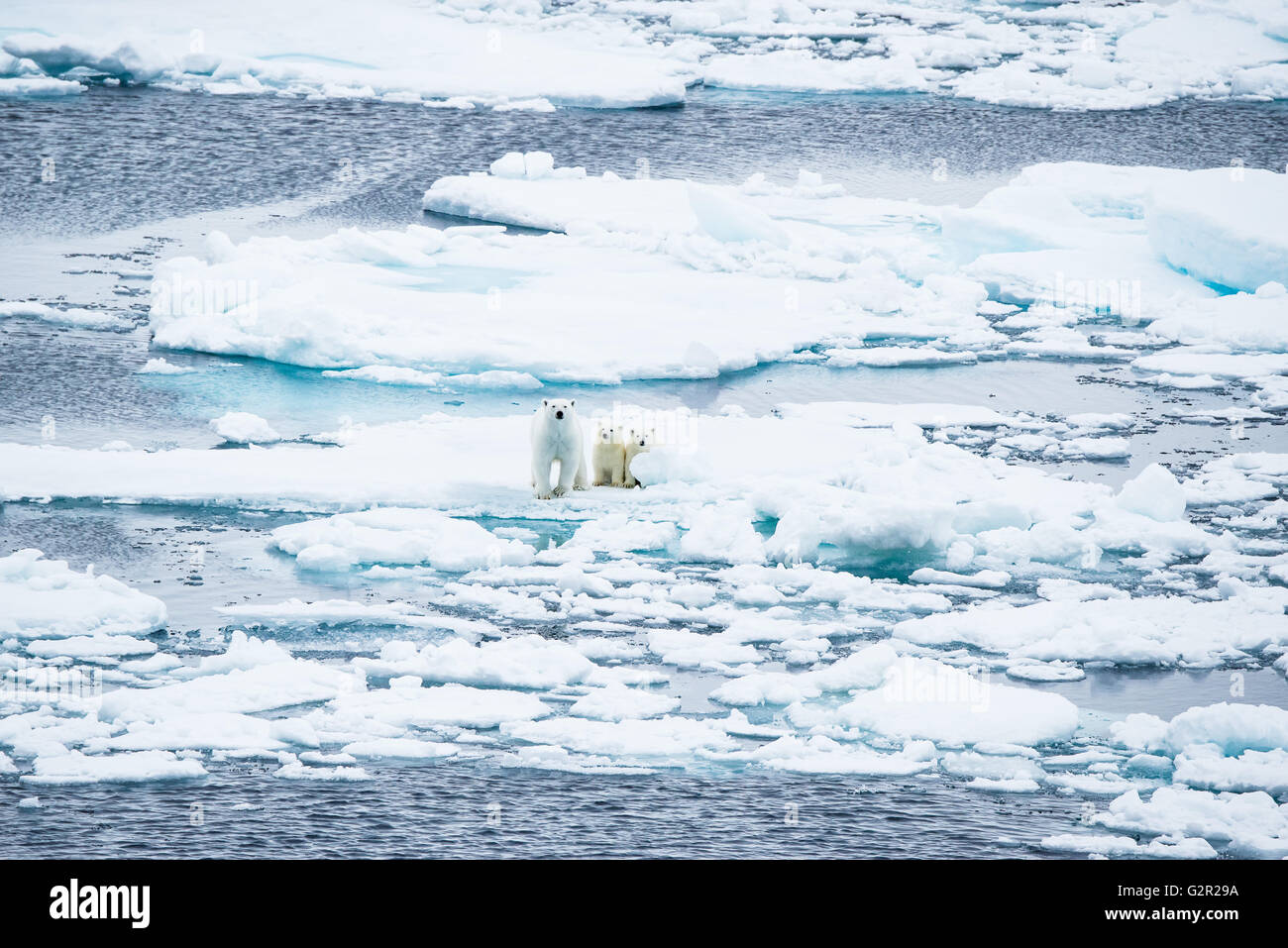 Une mère de l'ours polaire et louveteaux Ursus arctos marche sur la fonte de la glace de mer dans l'Arctique Banque D'Images