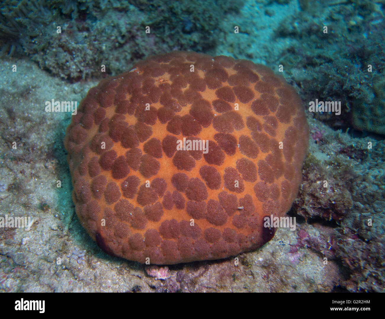 Starfish, coussin Culcita novaeguineae, à partir de la mer de Chine du Sud, Triangle de Corail, Brunei. Banque D'Images