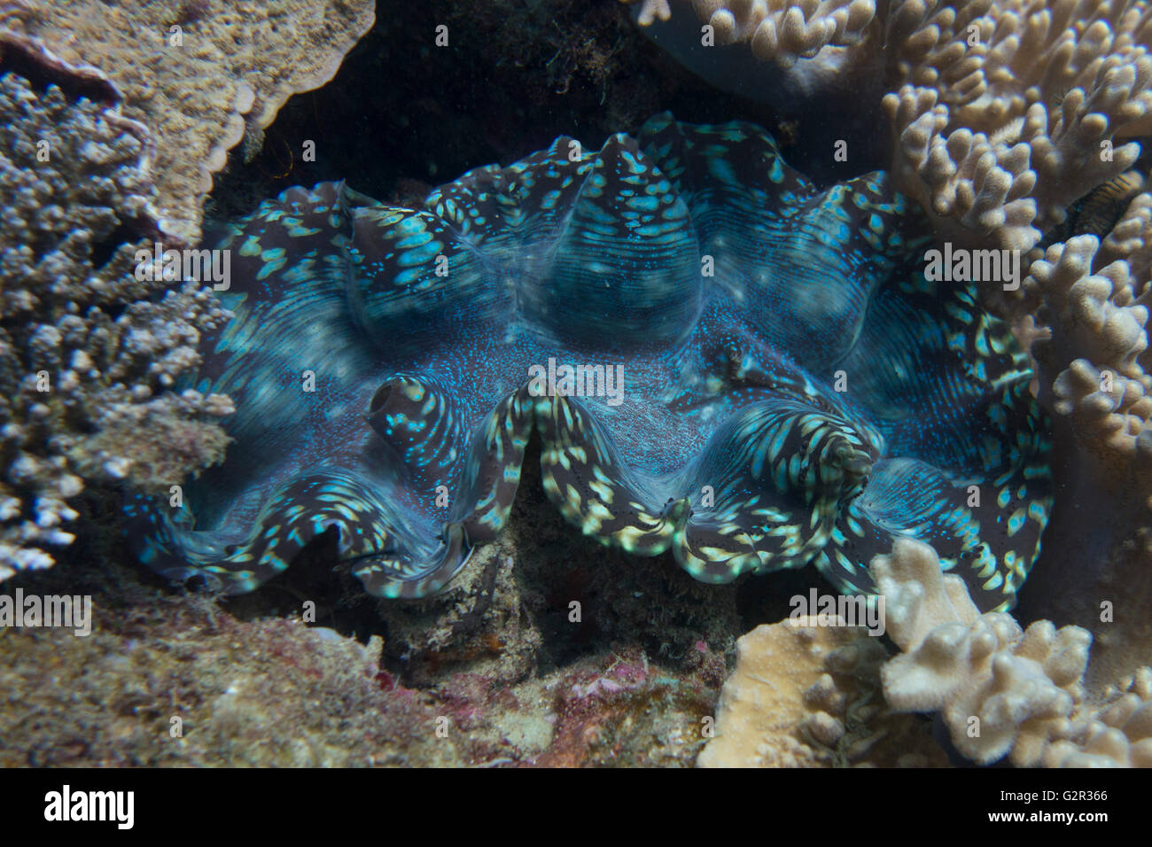 , Bénitiers Tridacna spec, dans un récif de corail, à partir de la mer de Chine du Sud, Brunei dans le Triangle de Corail. Banque D'Images