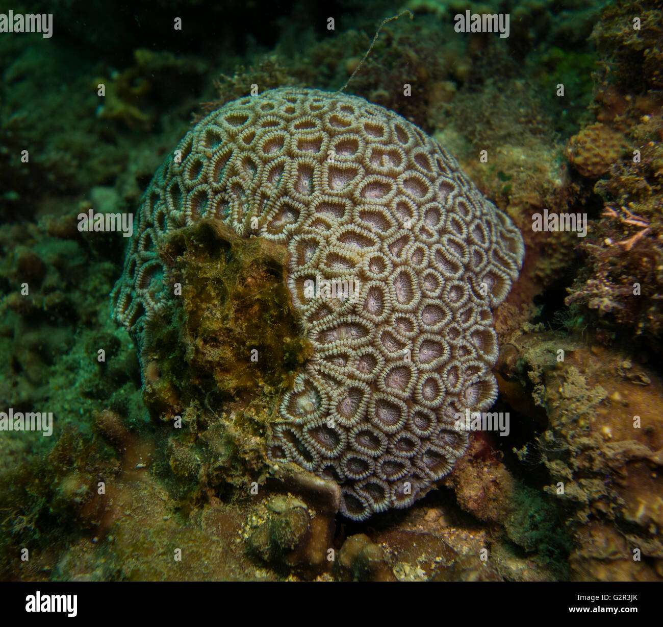 Favites sp., honeycomb coraux durs, des récifs coralliens tropicaux au Brunéi Darussalam. Banque D'Images