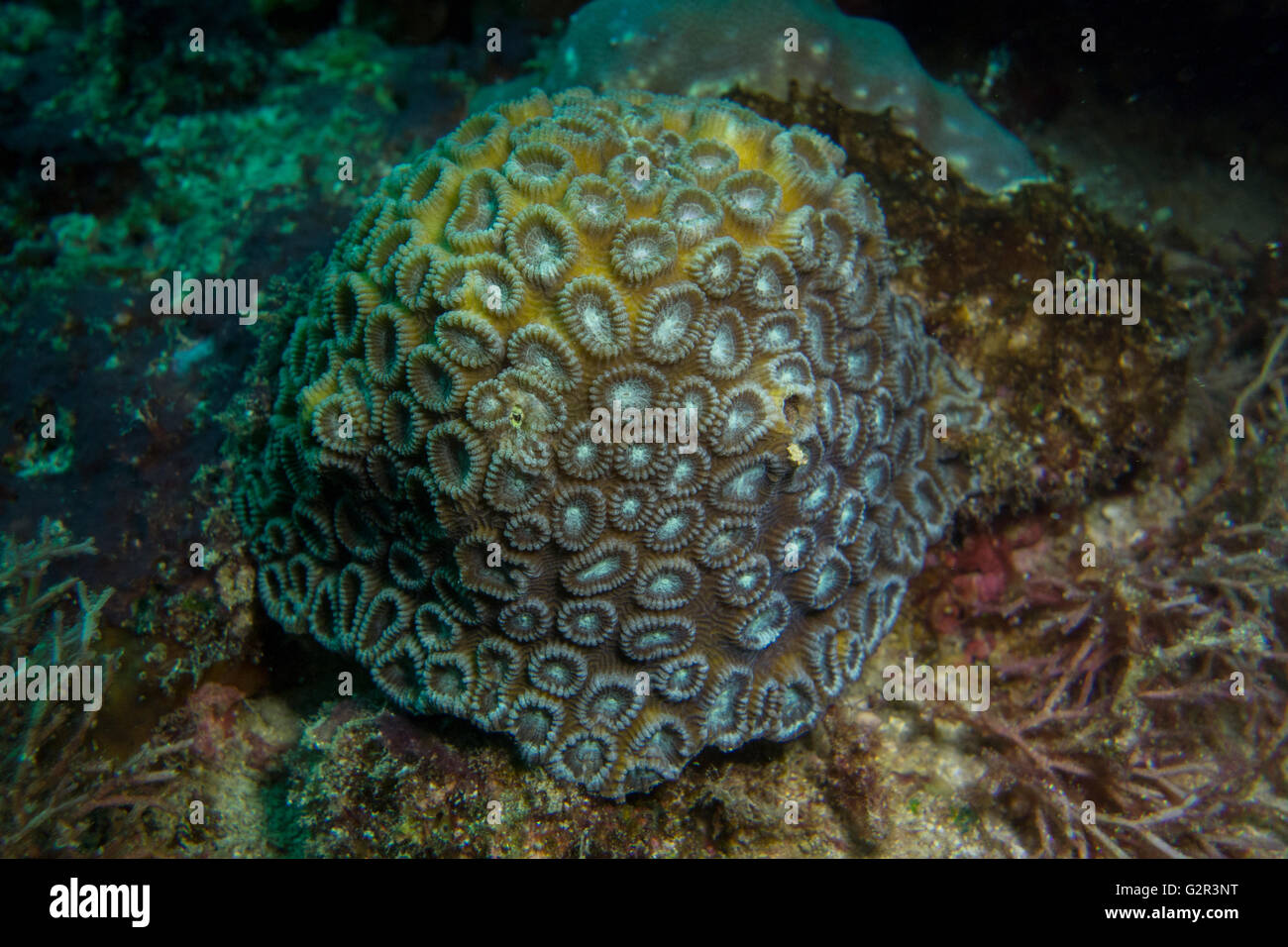Honeycomb coral, Favia sp., de la mer de Chine du Sud, Triangle de Corail, Brunei. Banque D'Images