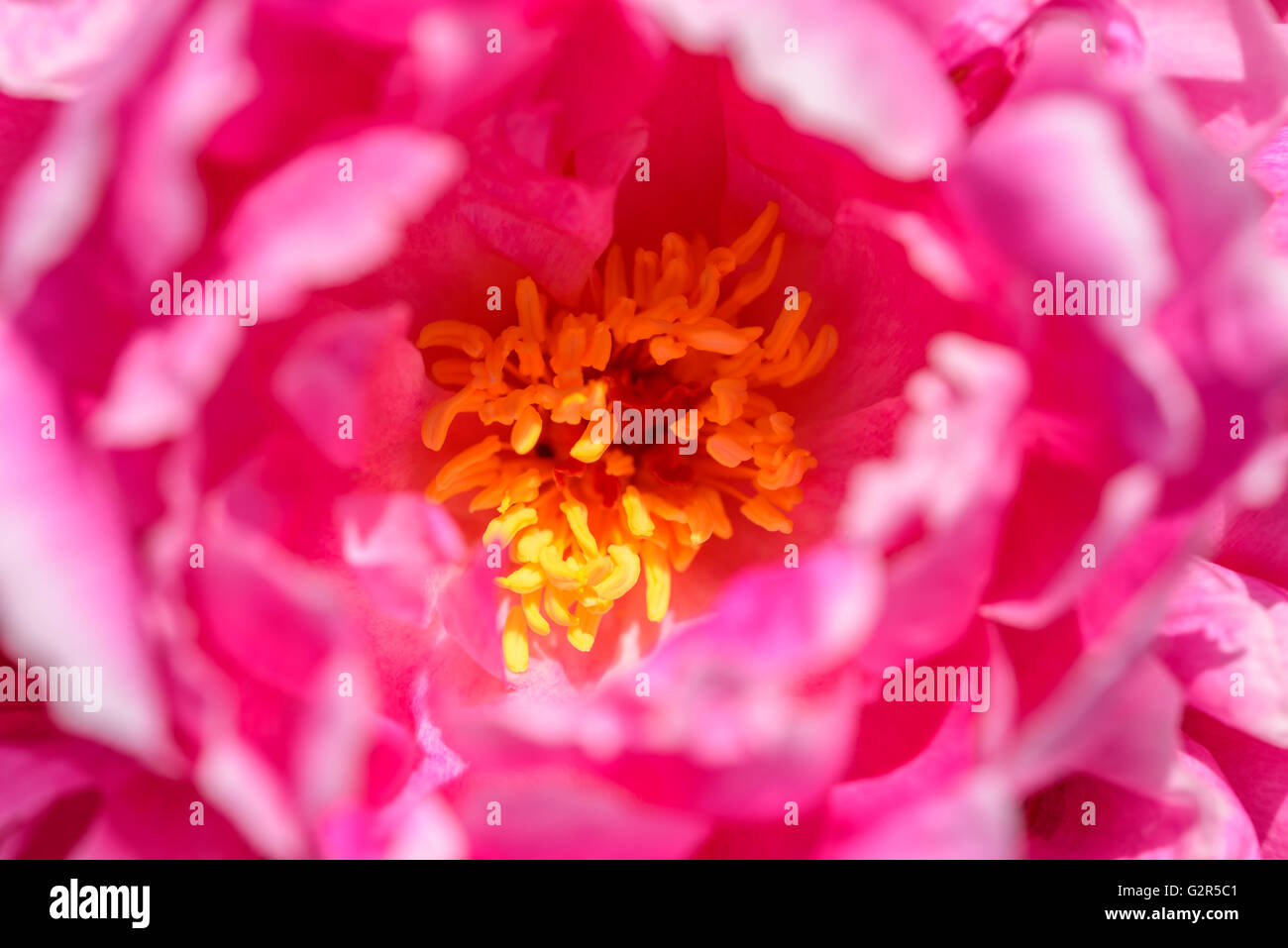 La pivoine (Paeonia) rose fleur Banque D'Images
