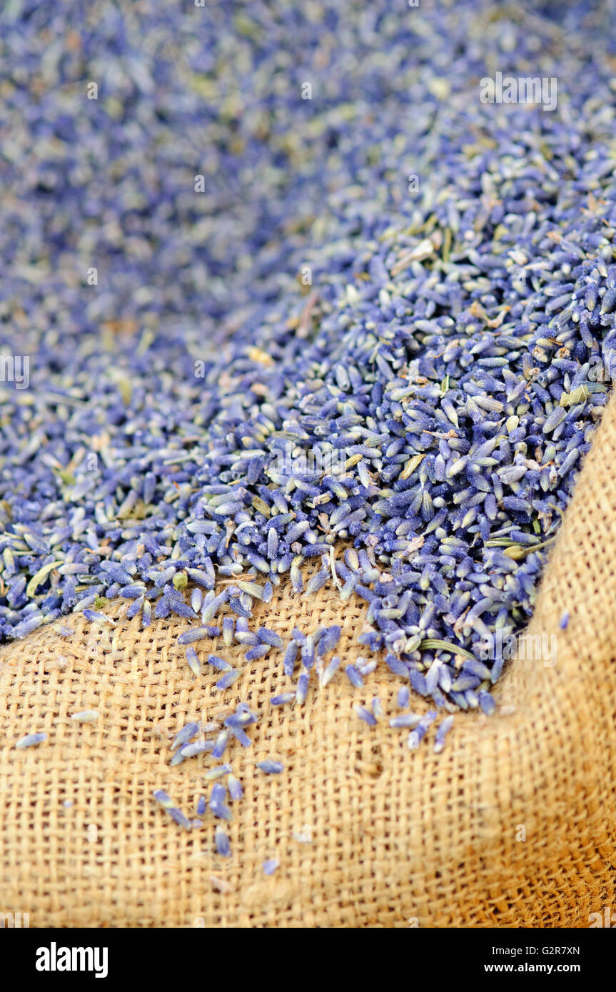 Sac de Lavande Flowerheads Banque D'Images