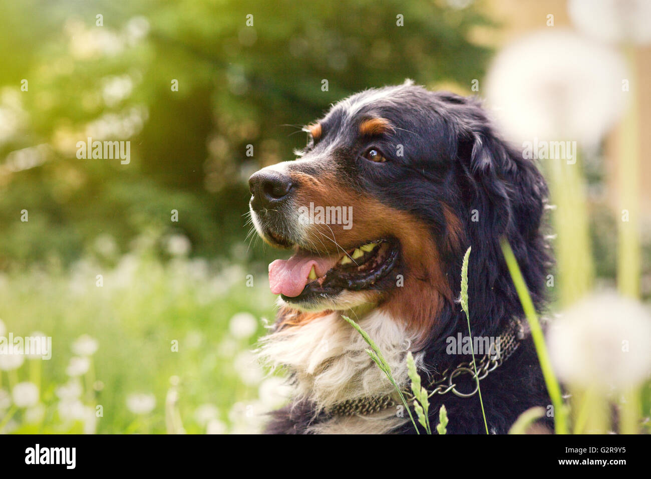 Bernois assis dans les pissenlits, tonique libre Banque D'Images