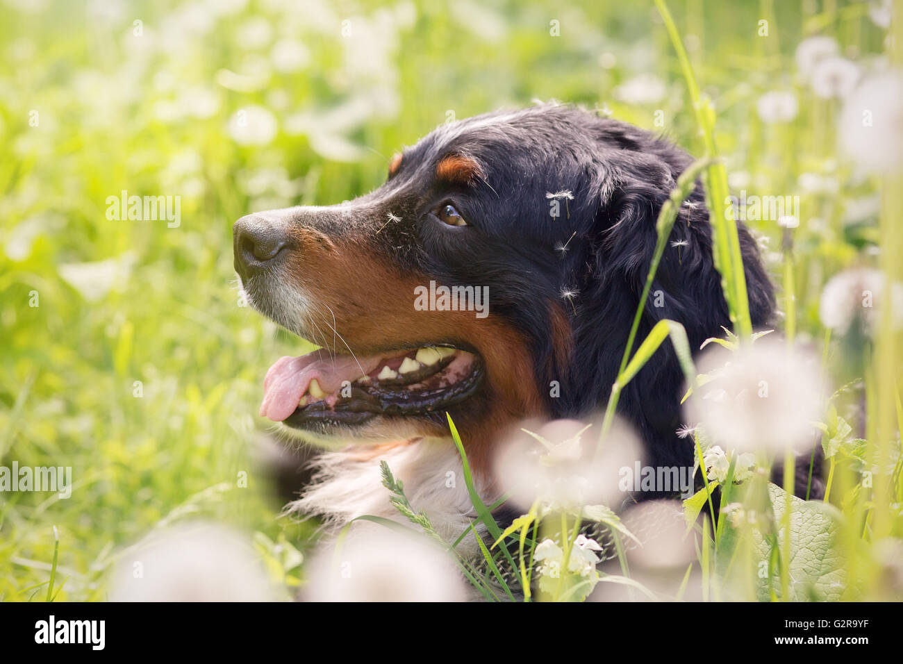 Bernois assis dans les pissenlits, tonique libre Banque D'Images